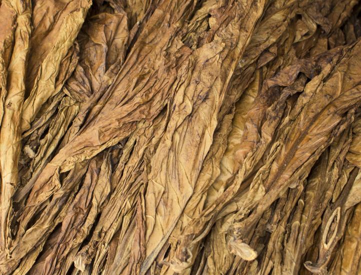 Image of tobacco leaves